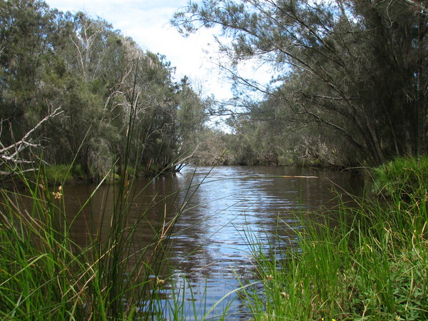 Reedy river