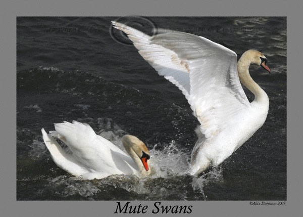 Mute Swans