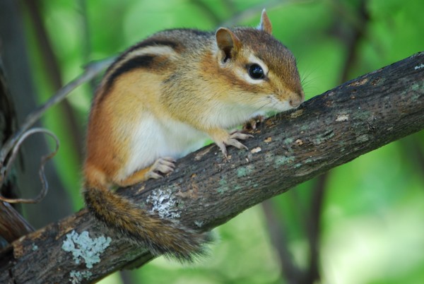 Chipmunk Close Up