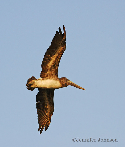 Under My Wing