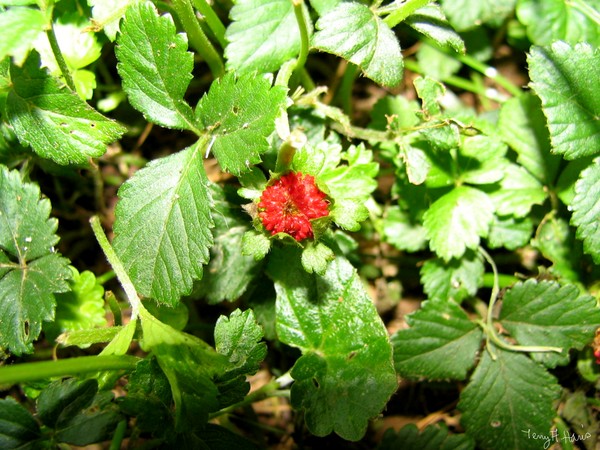 Wild Strawberries