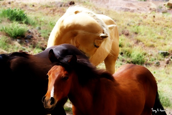 Berwind Canyon Wild horses