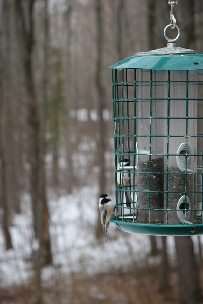 Birds on Feeder