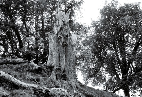 FACE IN THE TREE