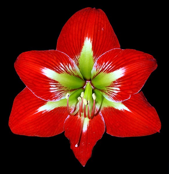 Hyppeastrum