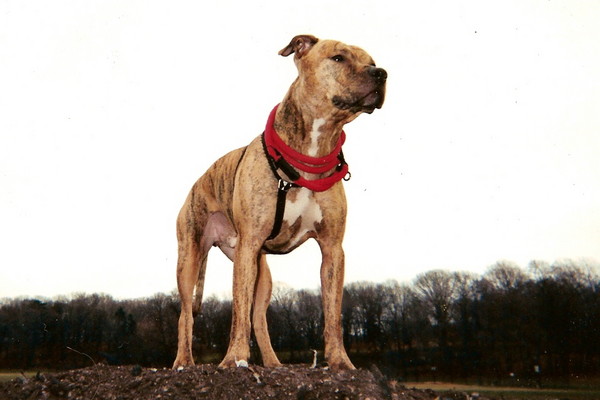 chester