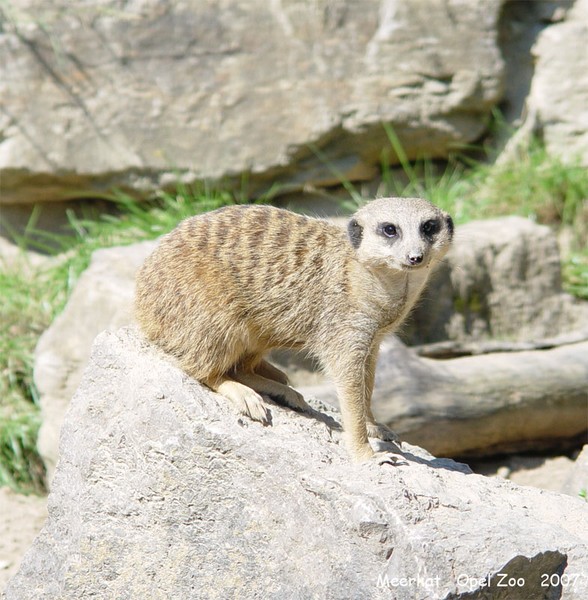 Meerkat 2