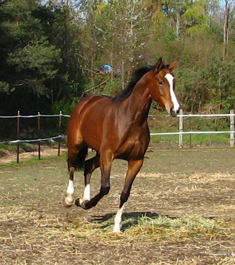 Ivy's morning gallop