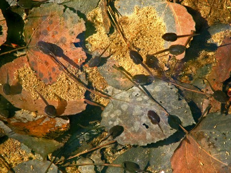 Tadpole 2