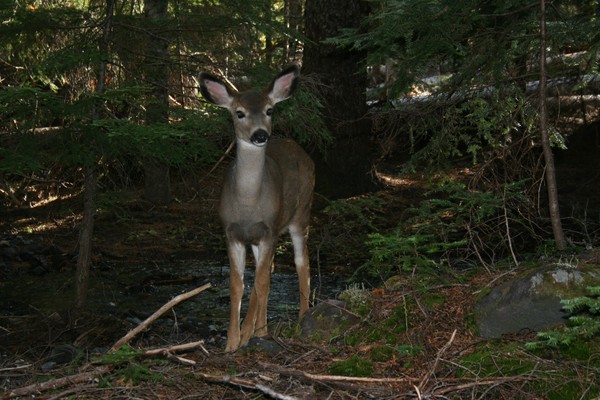 The Fawn