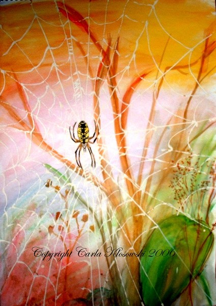 Garden Spider