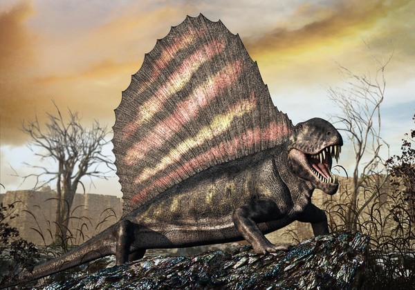 Dimetrodon