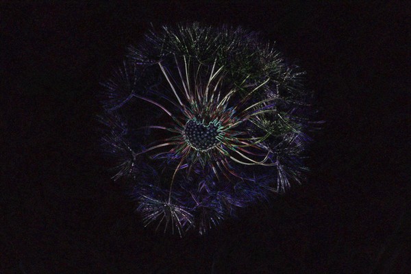 Dandelion Neon