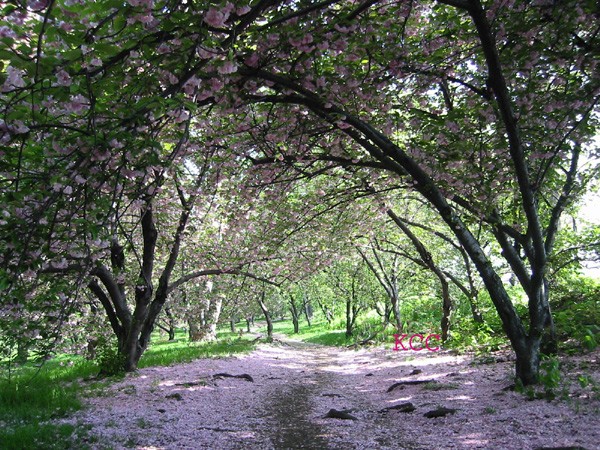 Spring in Central Park