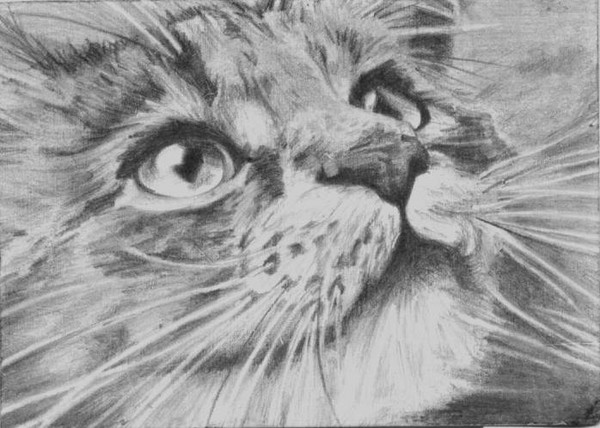 Watching Kitty ACEO