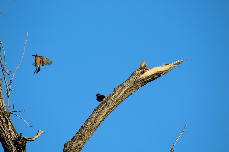 Bird Flying