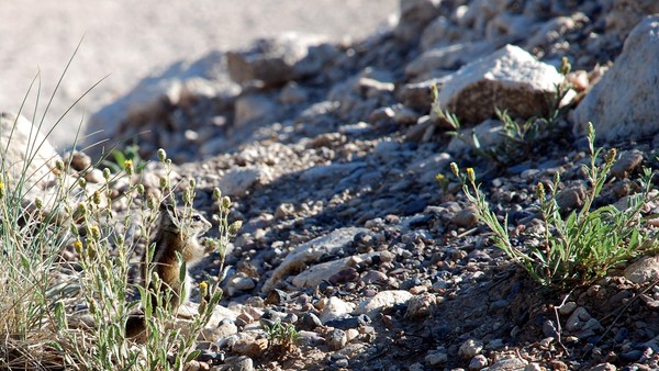 Animals of Bryce Canyon