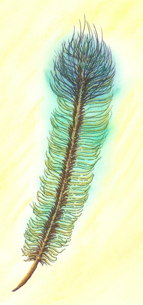  Feather #1