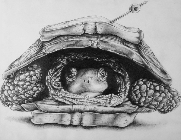 Turtle Sandwich