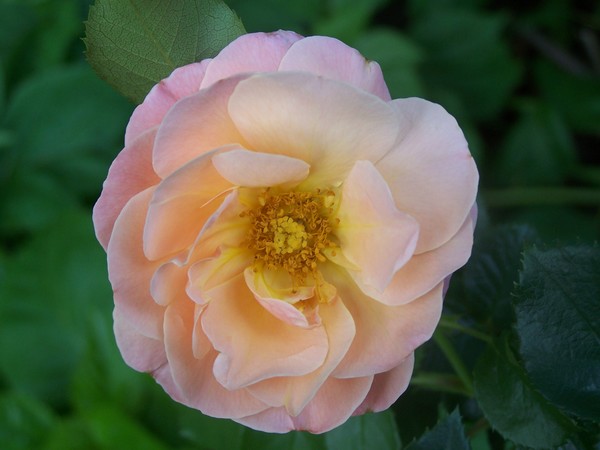 Peach Rose