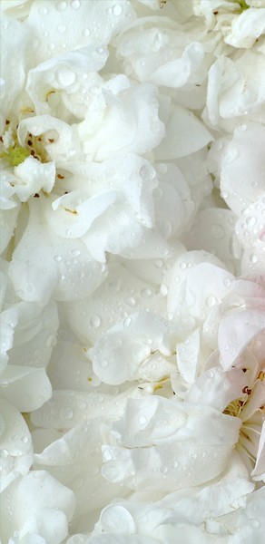 Garden Variety Flower