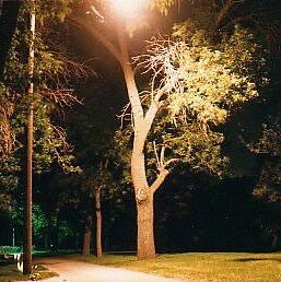 night tree