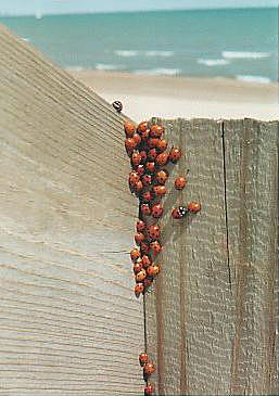 ladybugs