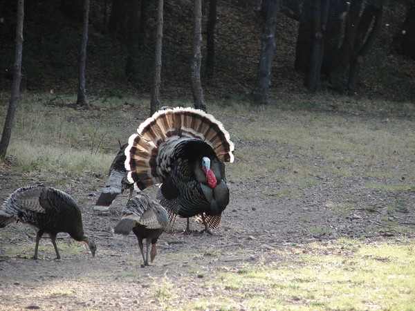 Strutting My Stuff