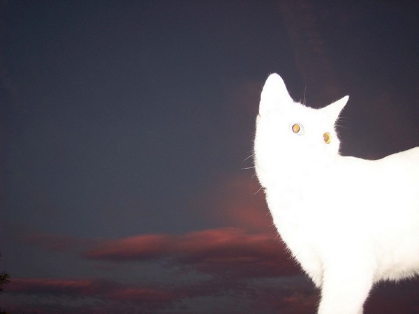 eli at night