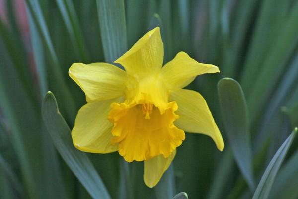 First Flower Of Spring