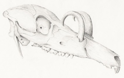 skull03