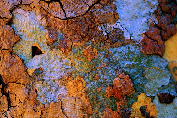 Every Tree Tells a Story#3