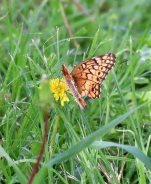 Butterfly 