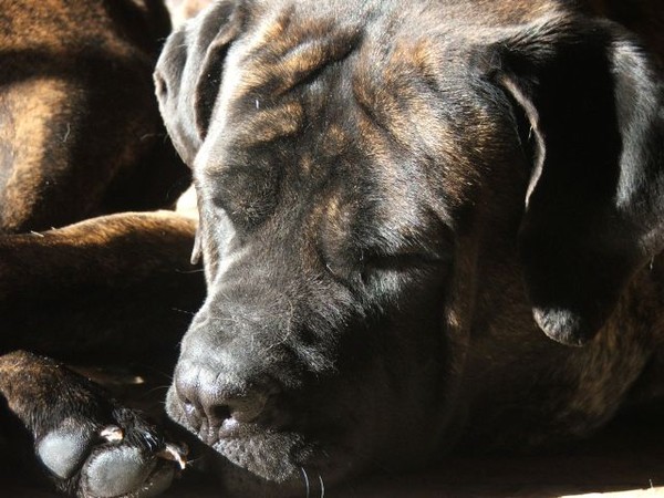 Bruno Sleeping