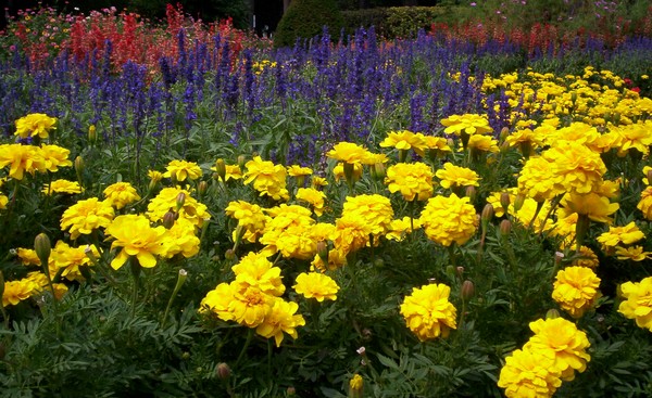 Field of flowers