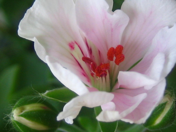 WHITE WITH PINK AND GREEN