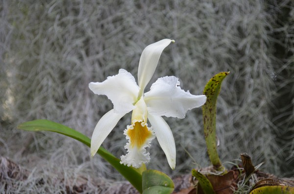 Precious Orchids