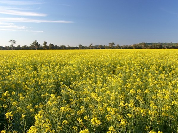 Gold N Canola Down Under in Oz