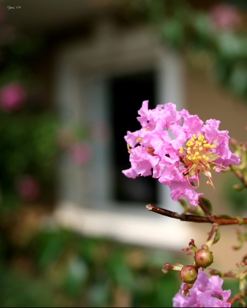 Tender Moment with a Fading Flower