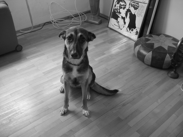 sonic dog