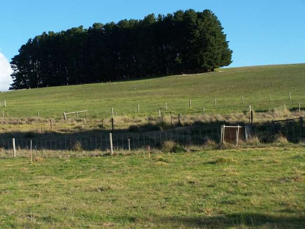Pines in Mount Compass SA