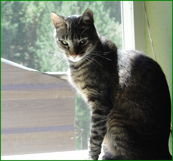 James Dean the Cat