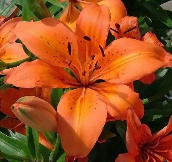 Tiger Lily