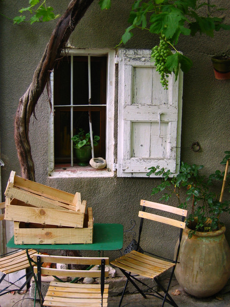 grape-vine in front of window