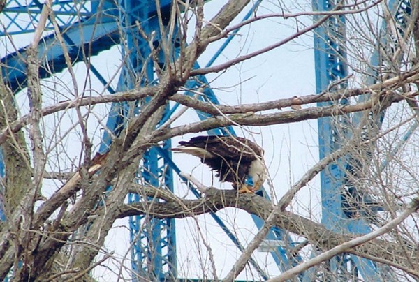 eagle eating