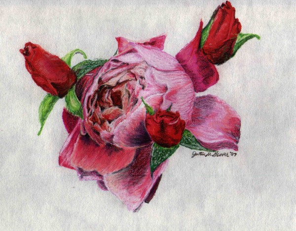 Red Rose