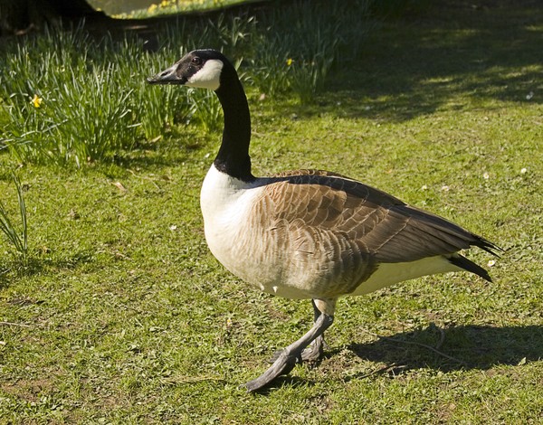 Canada_Goose_1