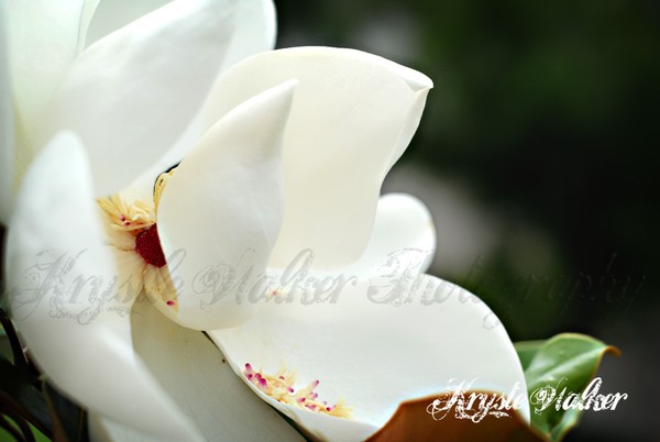 Magnolia II