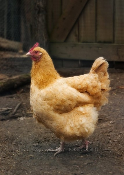 Chicken