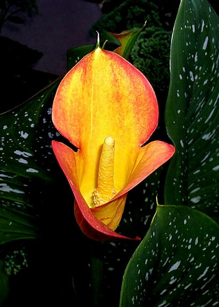 Calla Lily~1